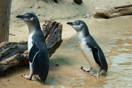 Australian Little Penguins Debut at WCS’s Bronx Zoo